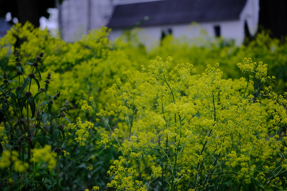 Isatis tinctoria (dyer&