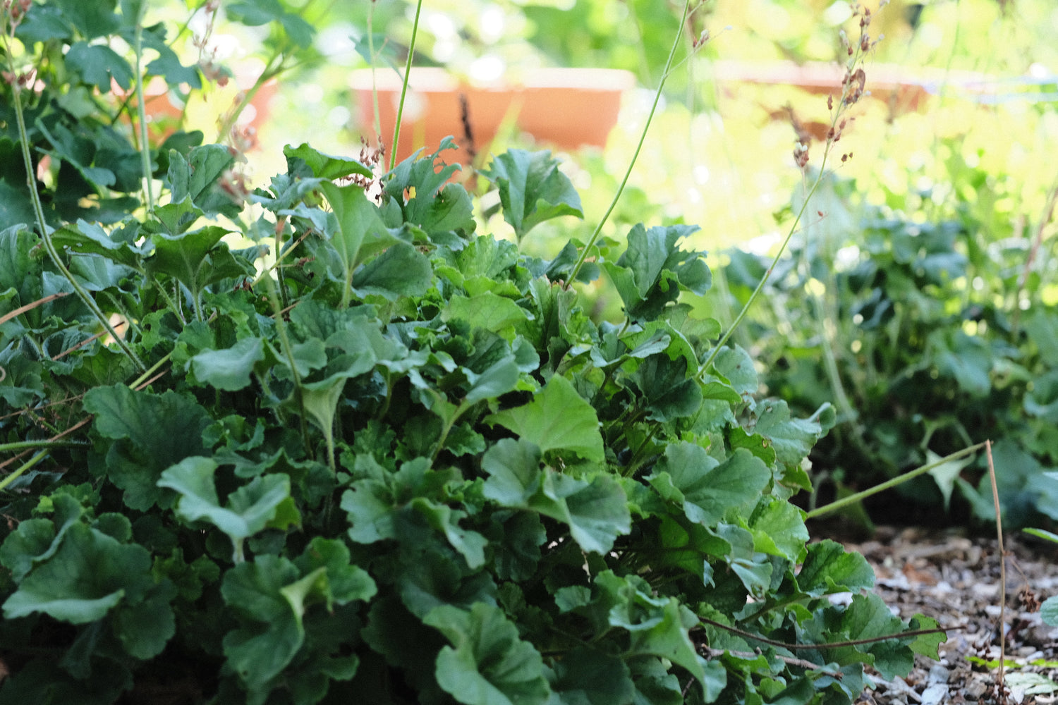 Heuchera cylindrica &