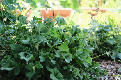 Heuchera cylindrica &