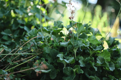 Heuchera cylindrica &