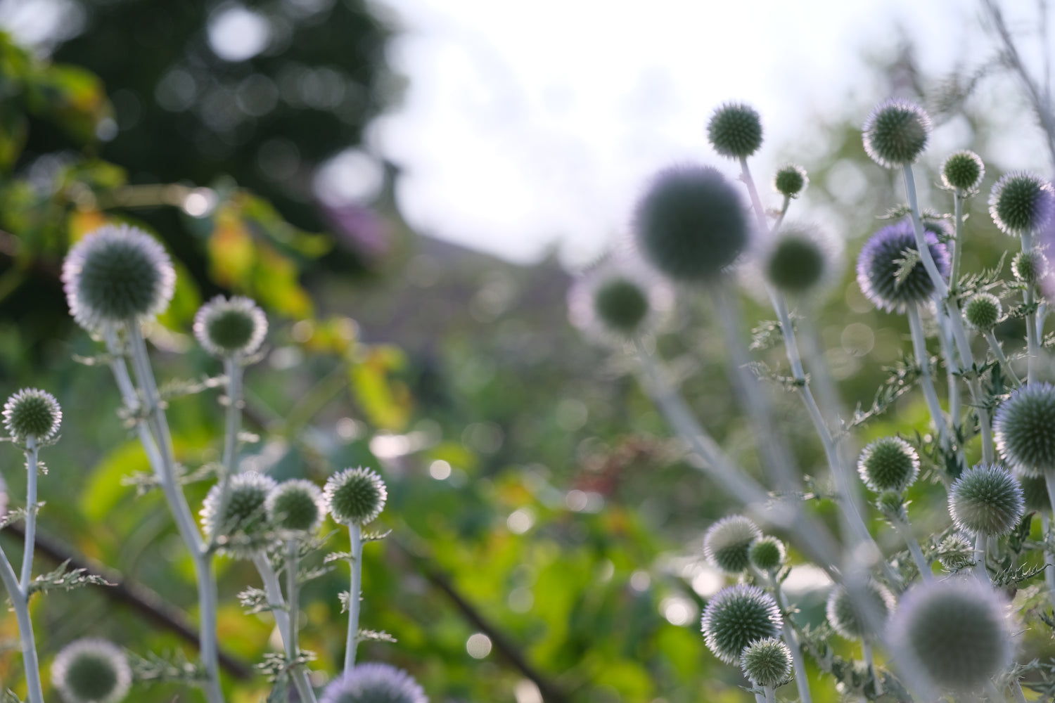 Echinops ritro ssp. ruthenicus &