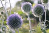 Echinops ritro ssp. ruthenicus &