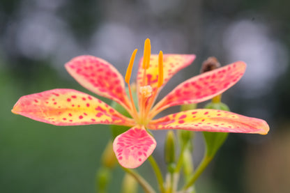 Iris domestica (blackberry lily) flower