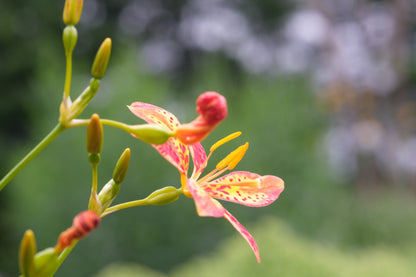 Iris domestica (blackberry lily) in bloom