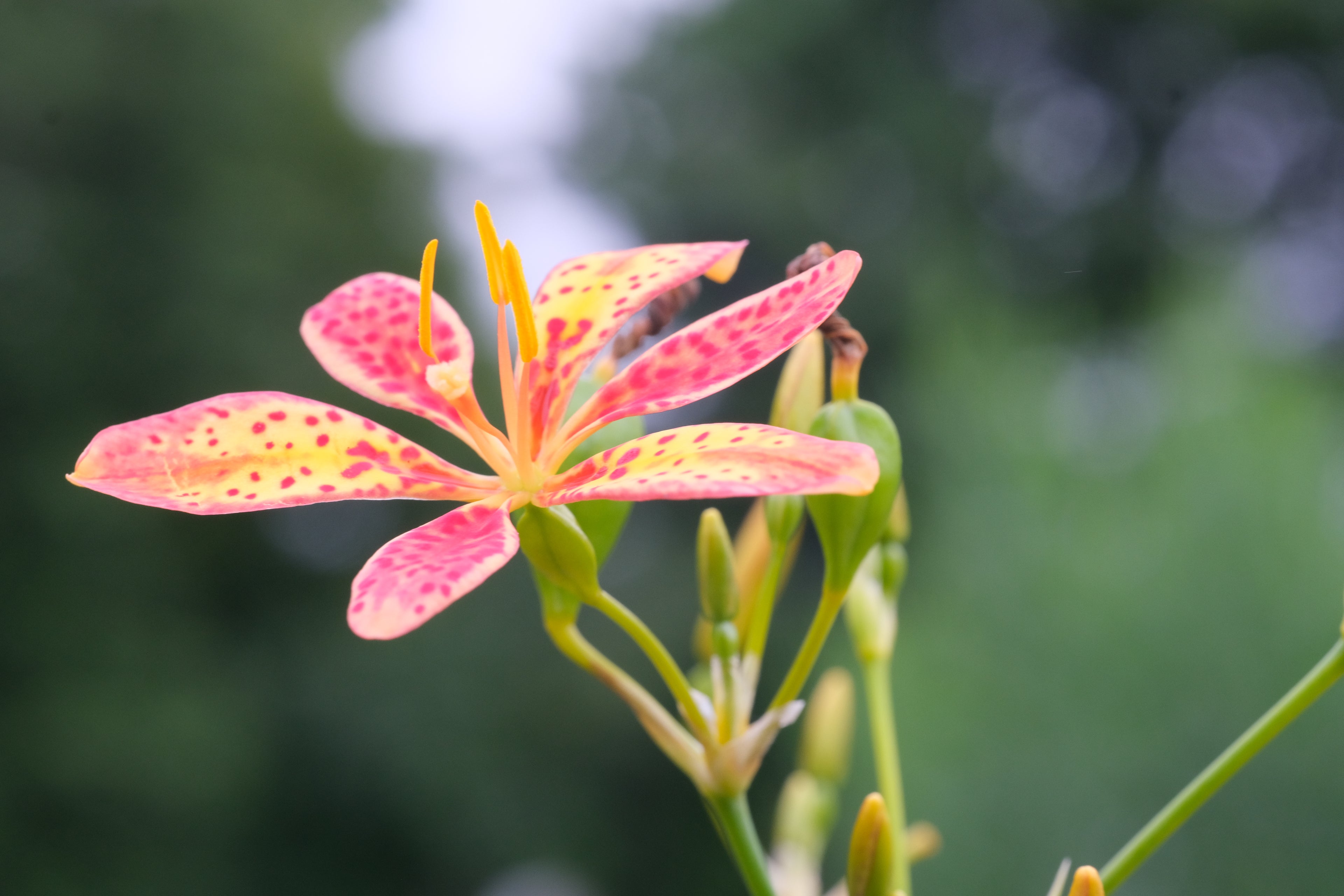 Iris domestica (blackberry lily) bloom and buds