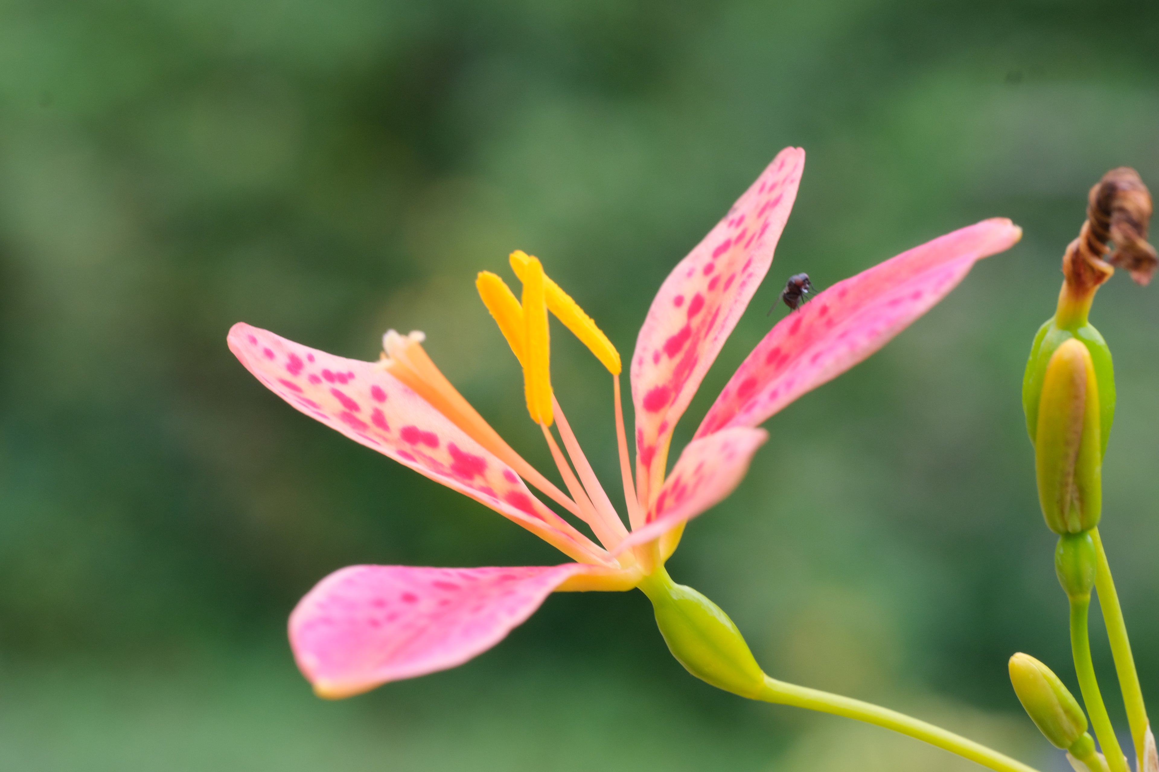 Iris domestica (blackberry lily) single flower