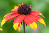 Rudbeckia triloba &