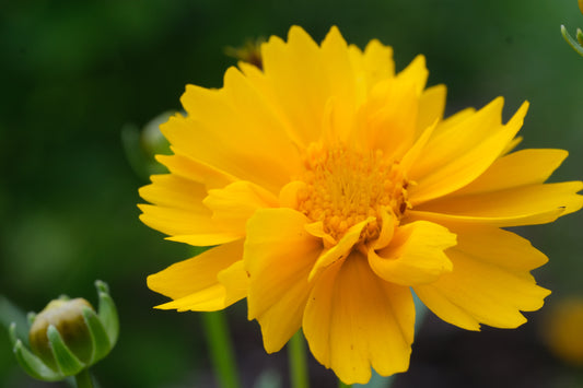 Coreopsis grandiflora 'Early Sunrise'