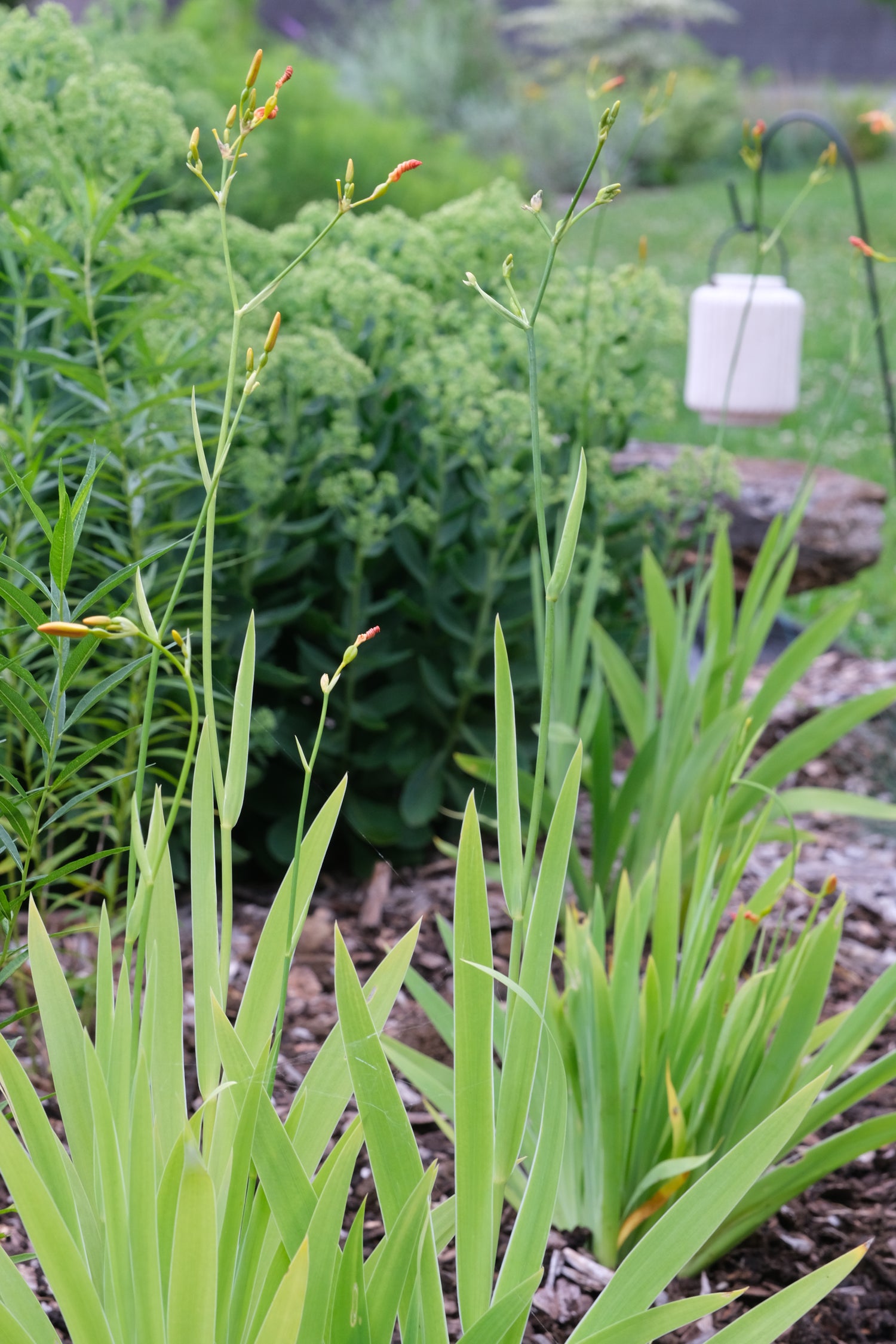 Iris domestica (blackberry lily) foliage