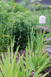 Iris domestica (blackberry lily) foliage