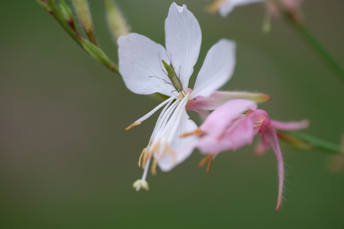 Gaura lindheimeri &