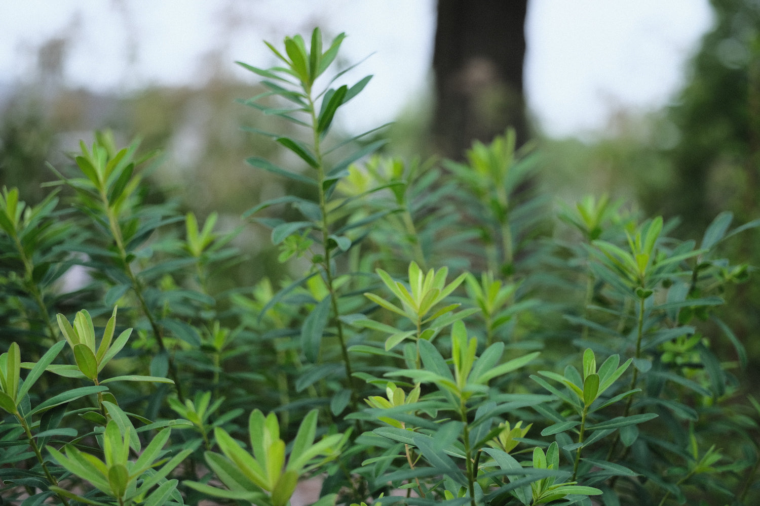 Euphorbia epithymoides (cushion spurge) summer foliage