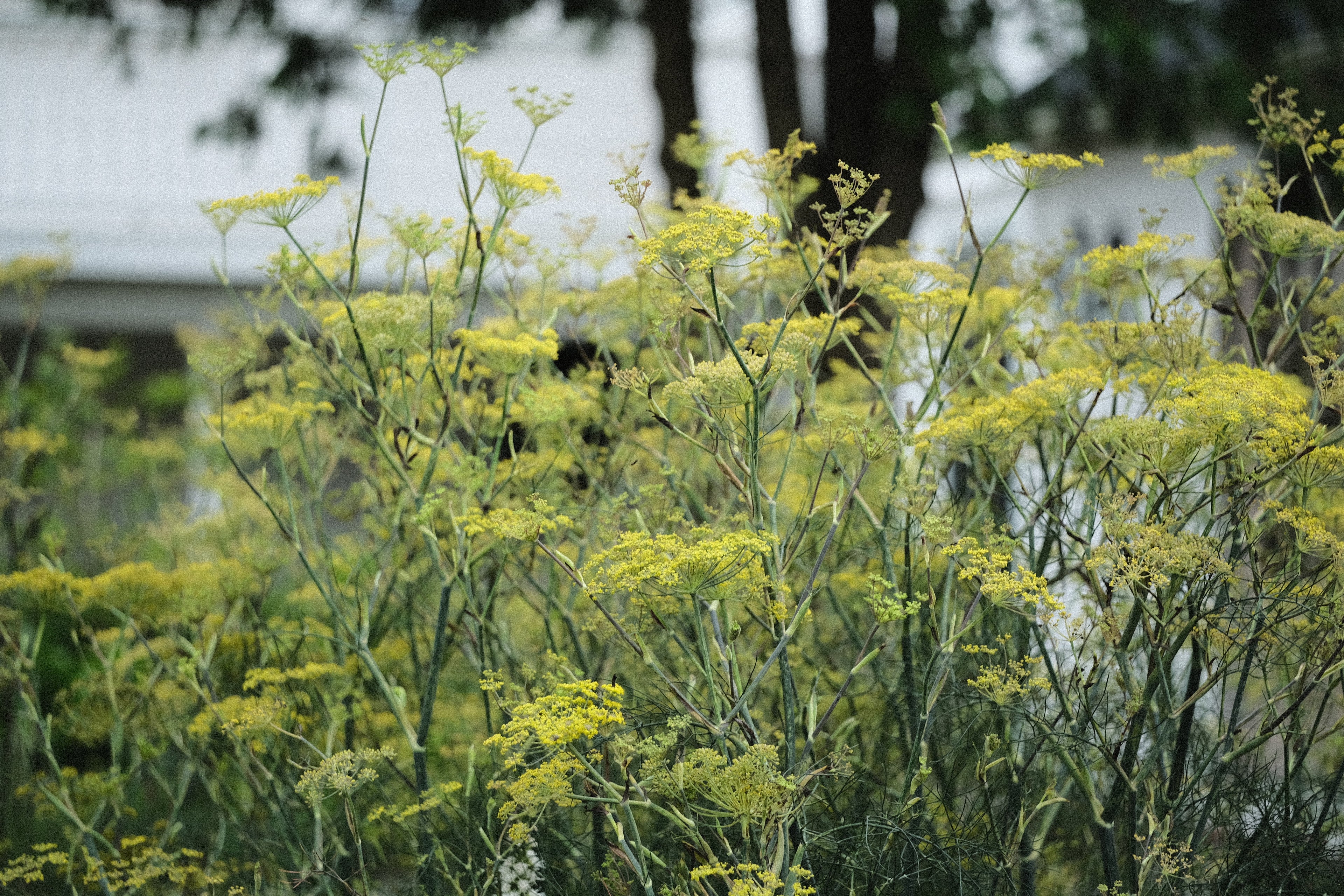 Foeniculum vulgare &