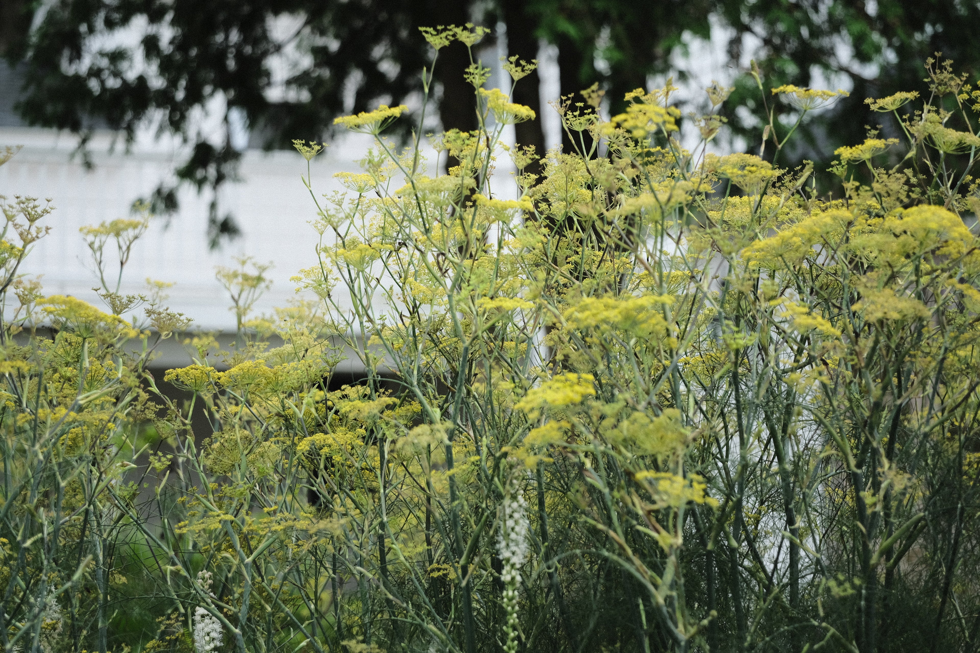 Foeniculum vulgare &