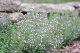 Calamintha nepeta &