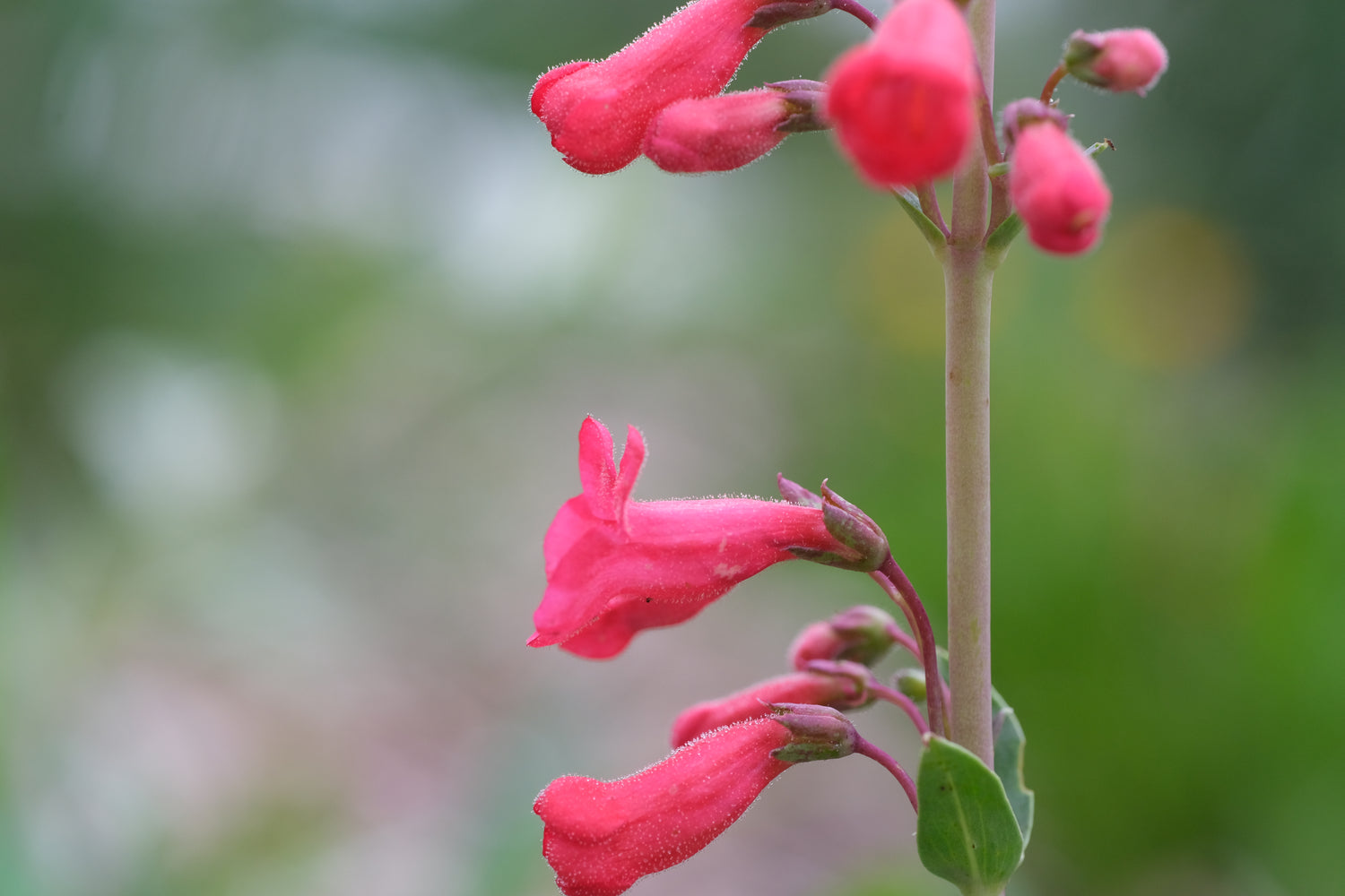 Penstemon superbus (superb beardtongue) flowers