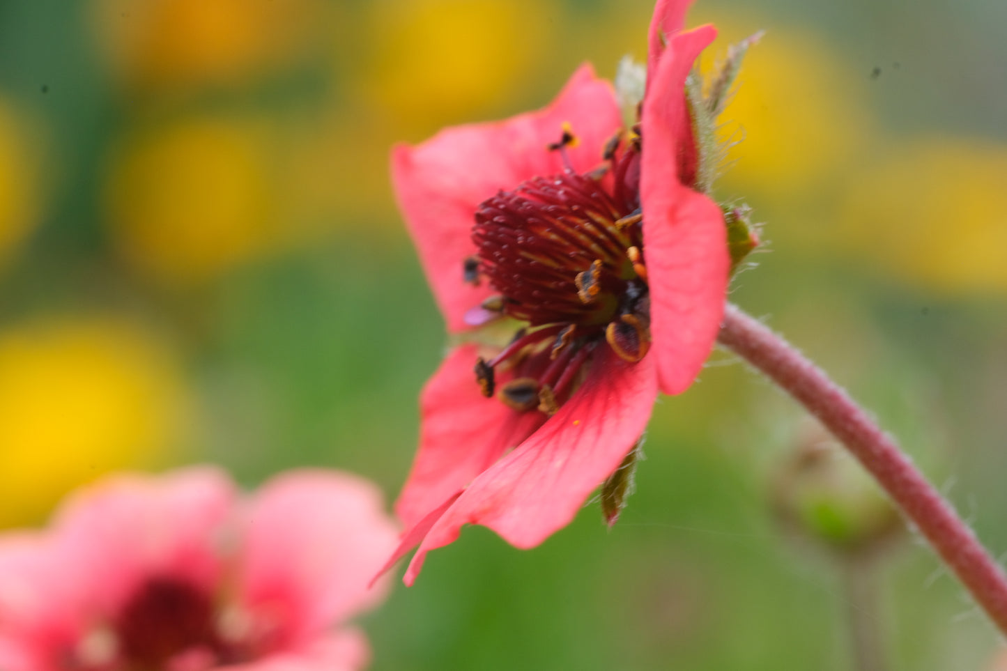 Potentilla nepalensis 'Melton Fire'