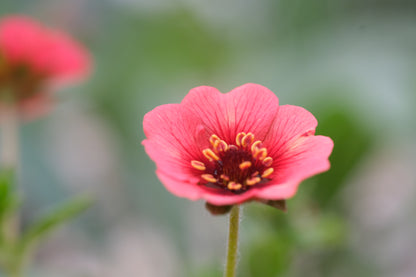 Potentilla nepalensis 'Melton Fire'