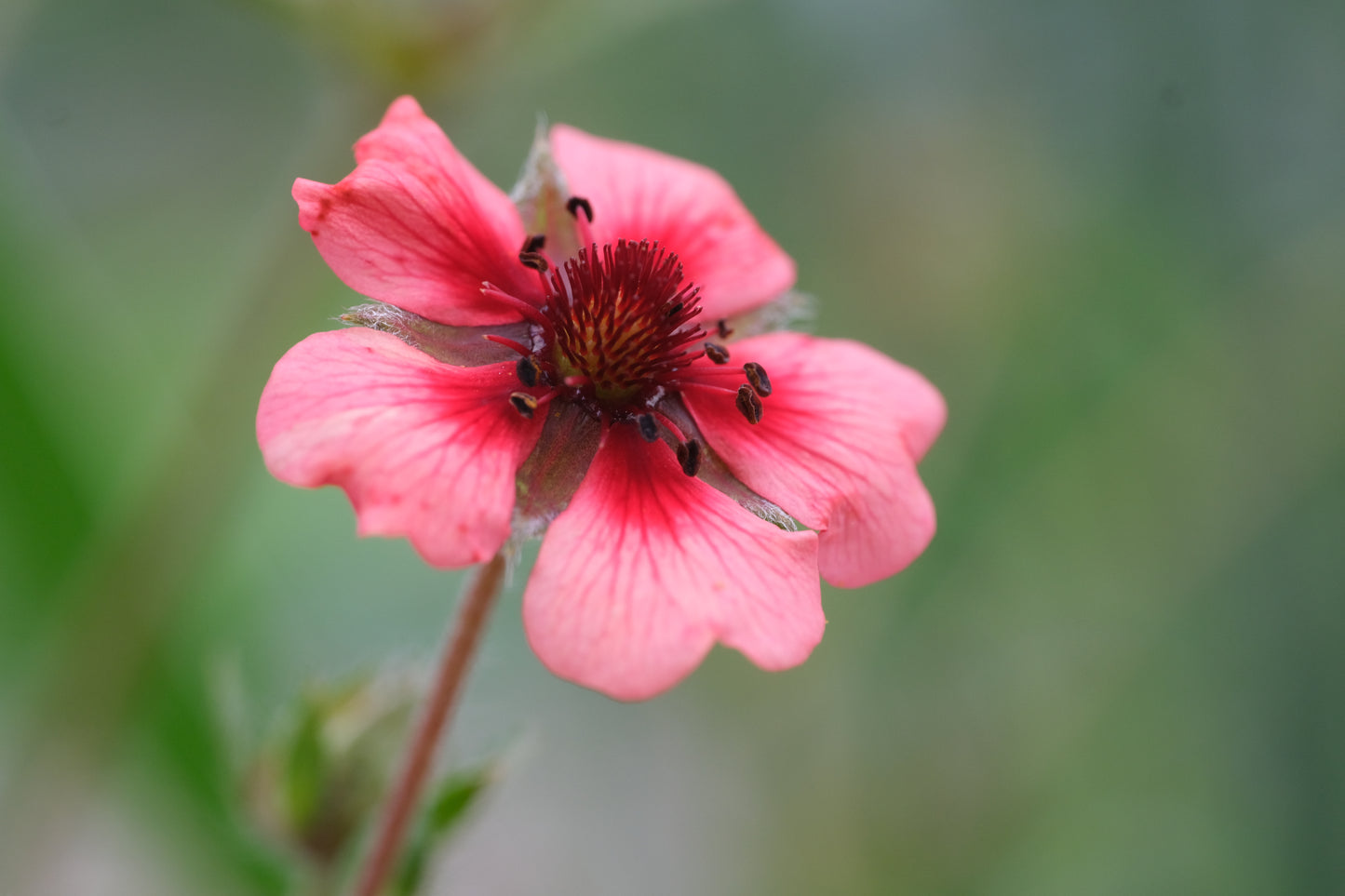 Potentilla nepalensis 'Melton Fire'