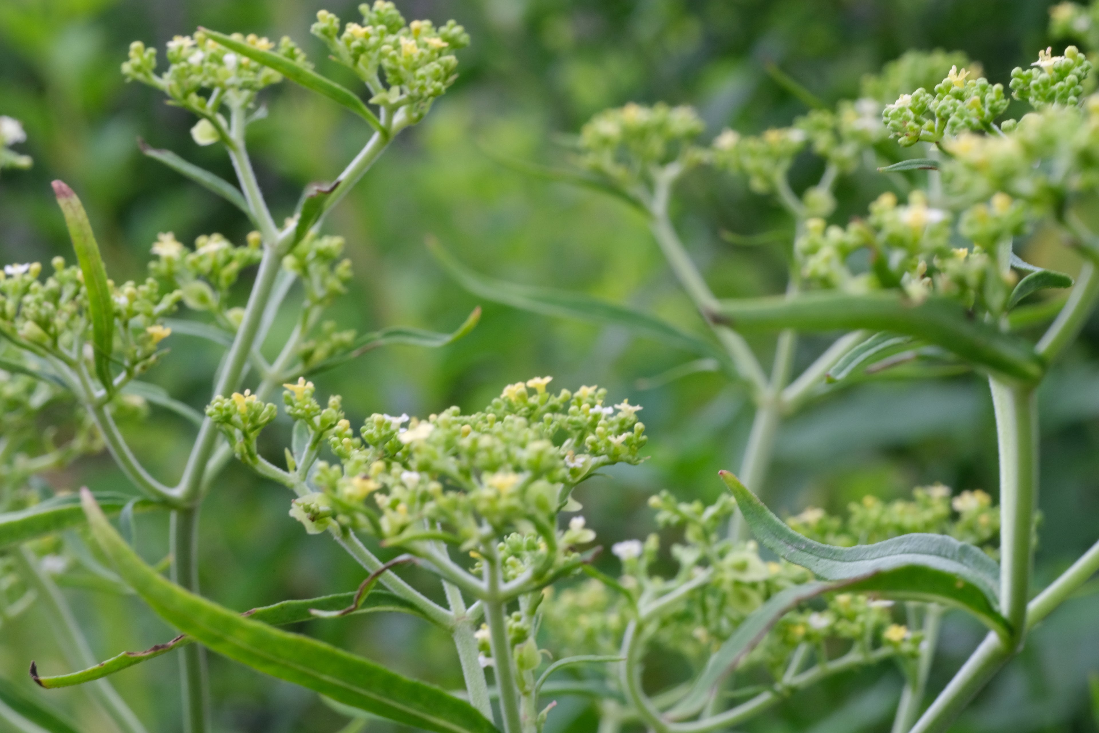 Patrinia monandra (golden lace) close up of flowers about to bloom 