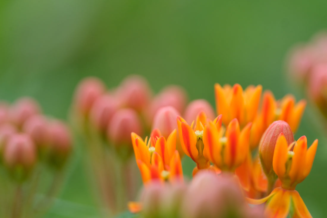 Asclepias tuberosa (butterfly weed) flowers