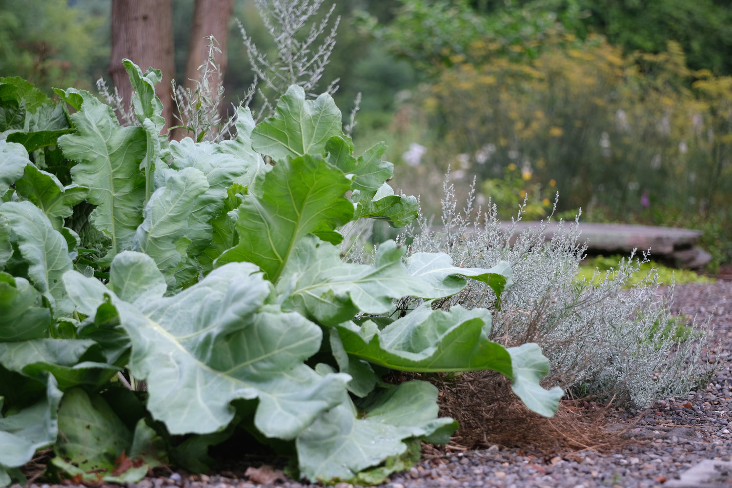 Crambe maritima (sea kale) in garden at The Old Dairy Nursery