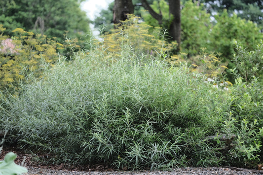 Salix eleagnos f. angustifolia