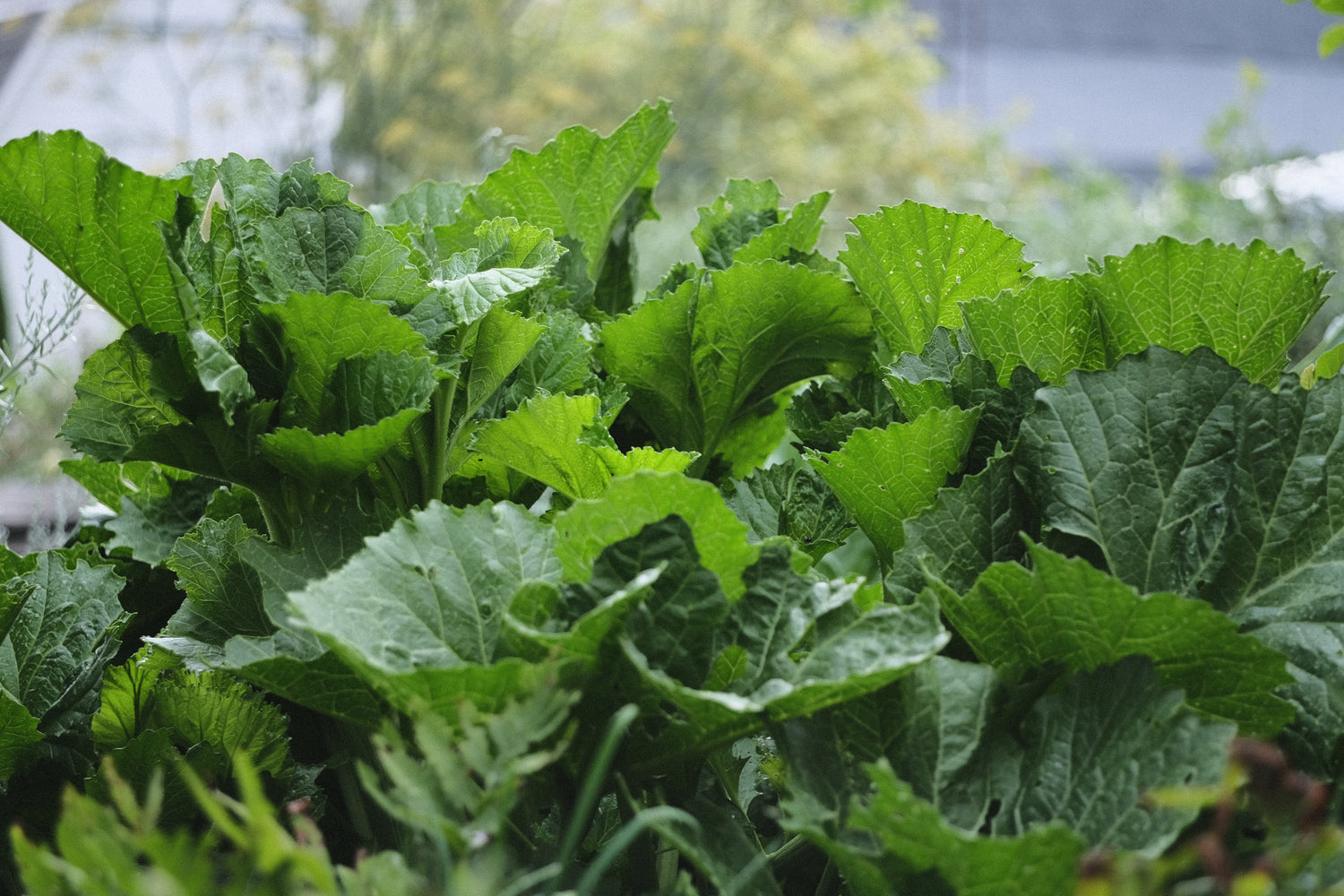 Crambe cordifolia (flowering sea kale) foliage