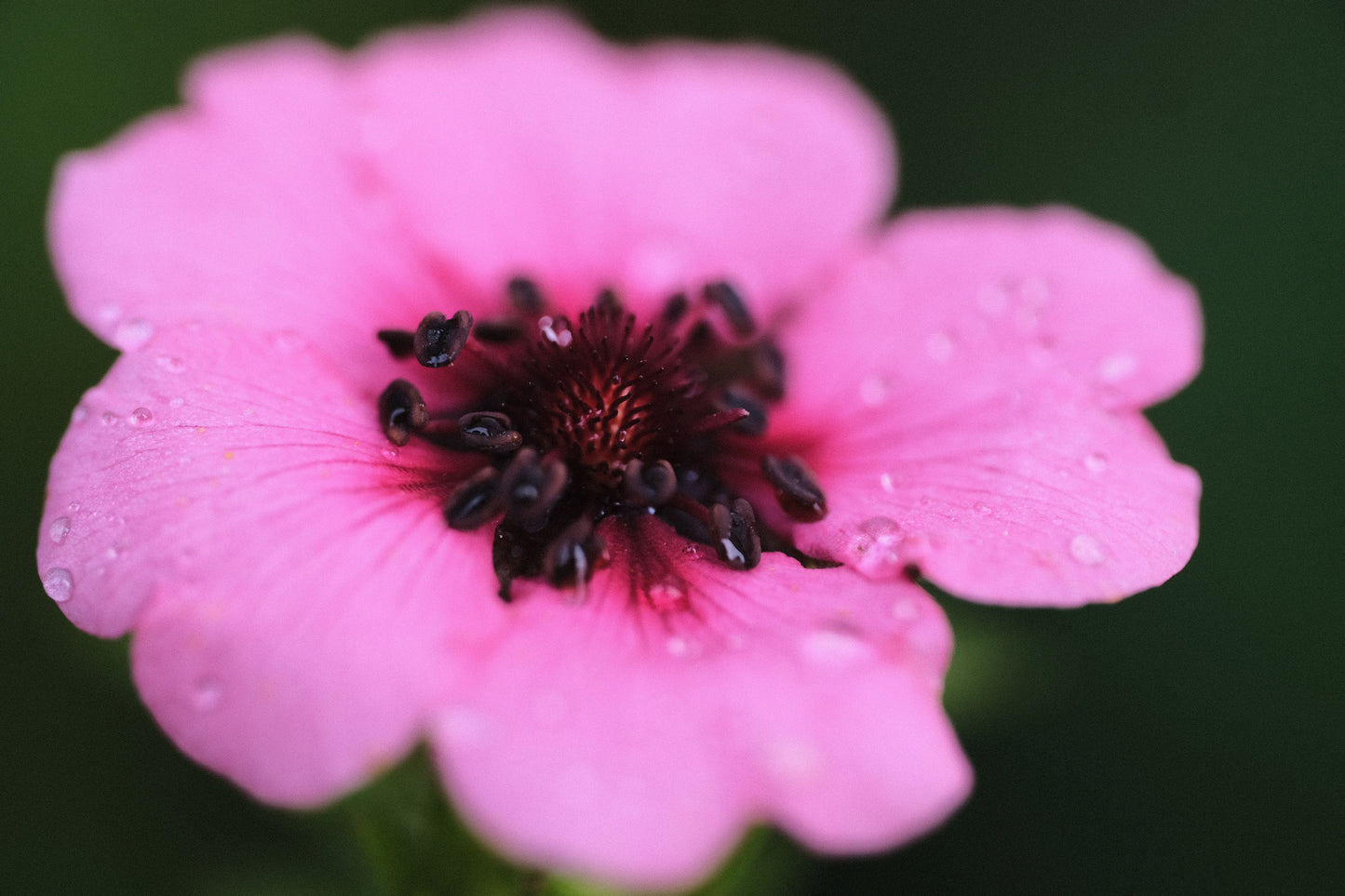 Potentilla nepalensis 'Miss Willmott'