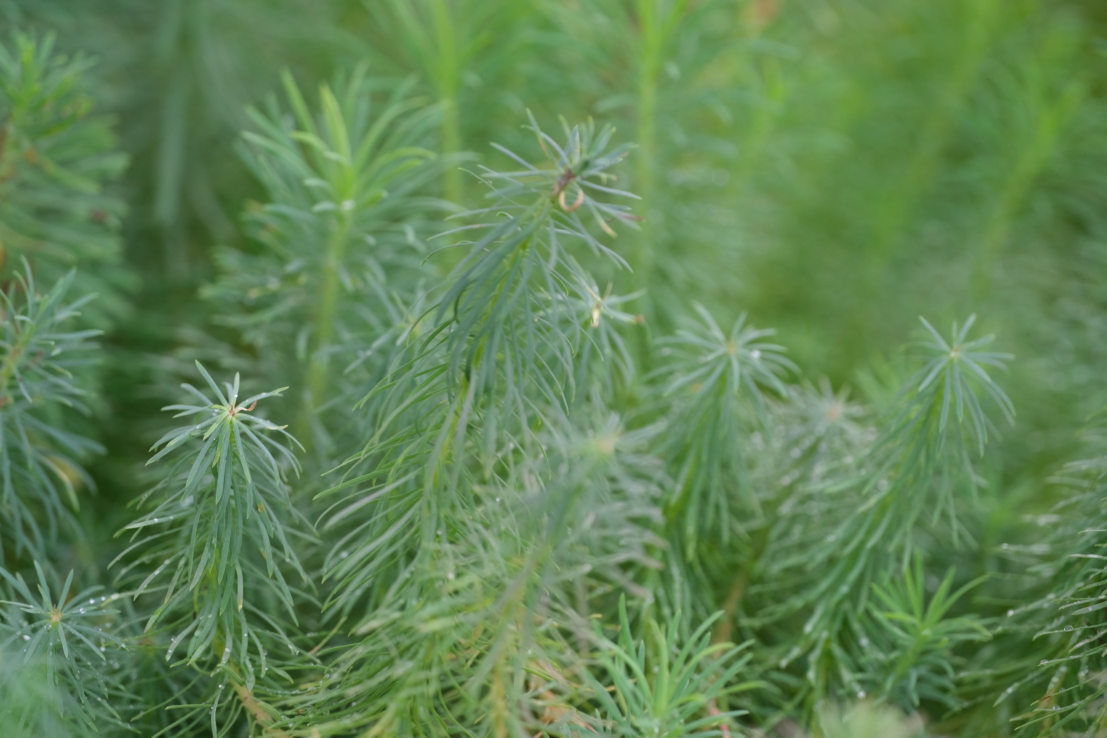 Euphorbia cyparissias (Cypress spurge) foliage in summer