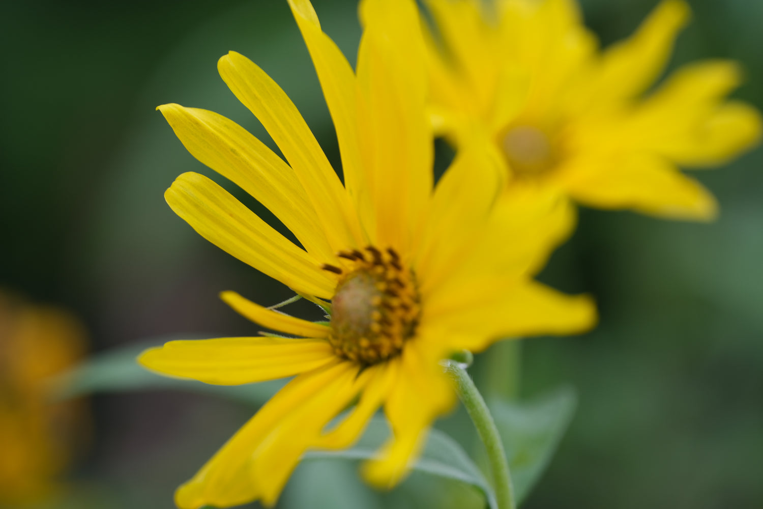 Helianthus maximiliani (Maximilian sunflower) blooms