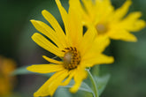 Helianthus maximiliani (Maximilian sunflower) blooms