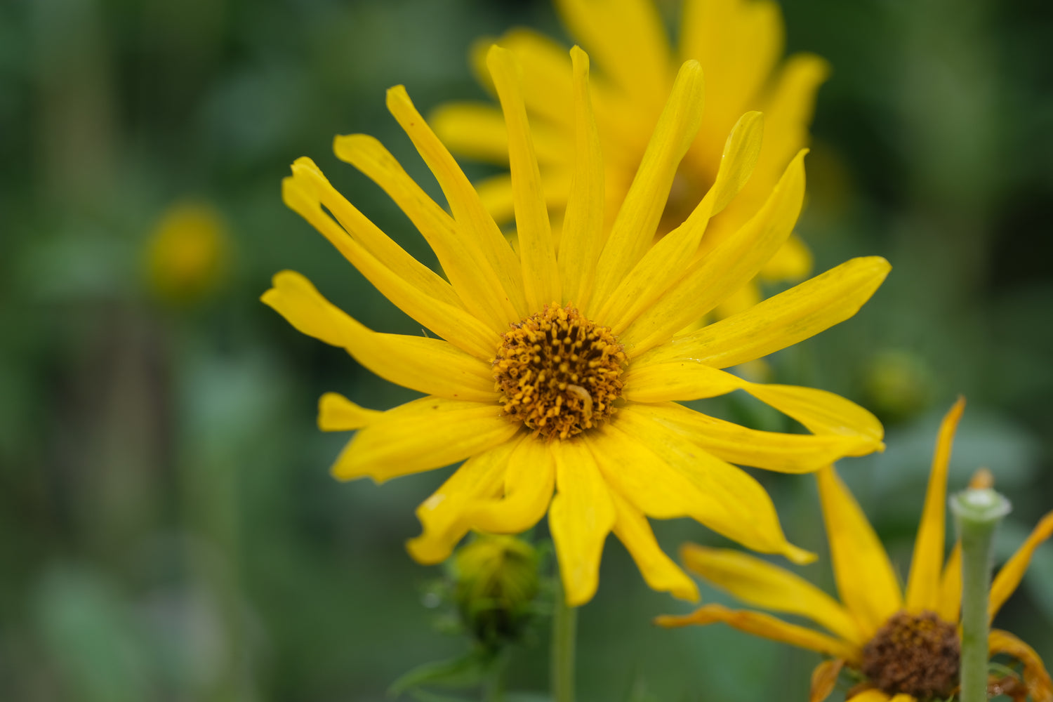 Helianthus maximiliani (Maximilian sunflower) flowers