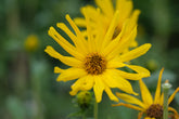 Helianthus maximiliani (Maximilian sunflower) flowers