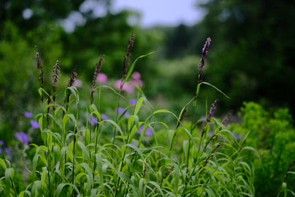 Melica altissima var. atropurpurea | Siberian melic