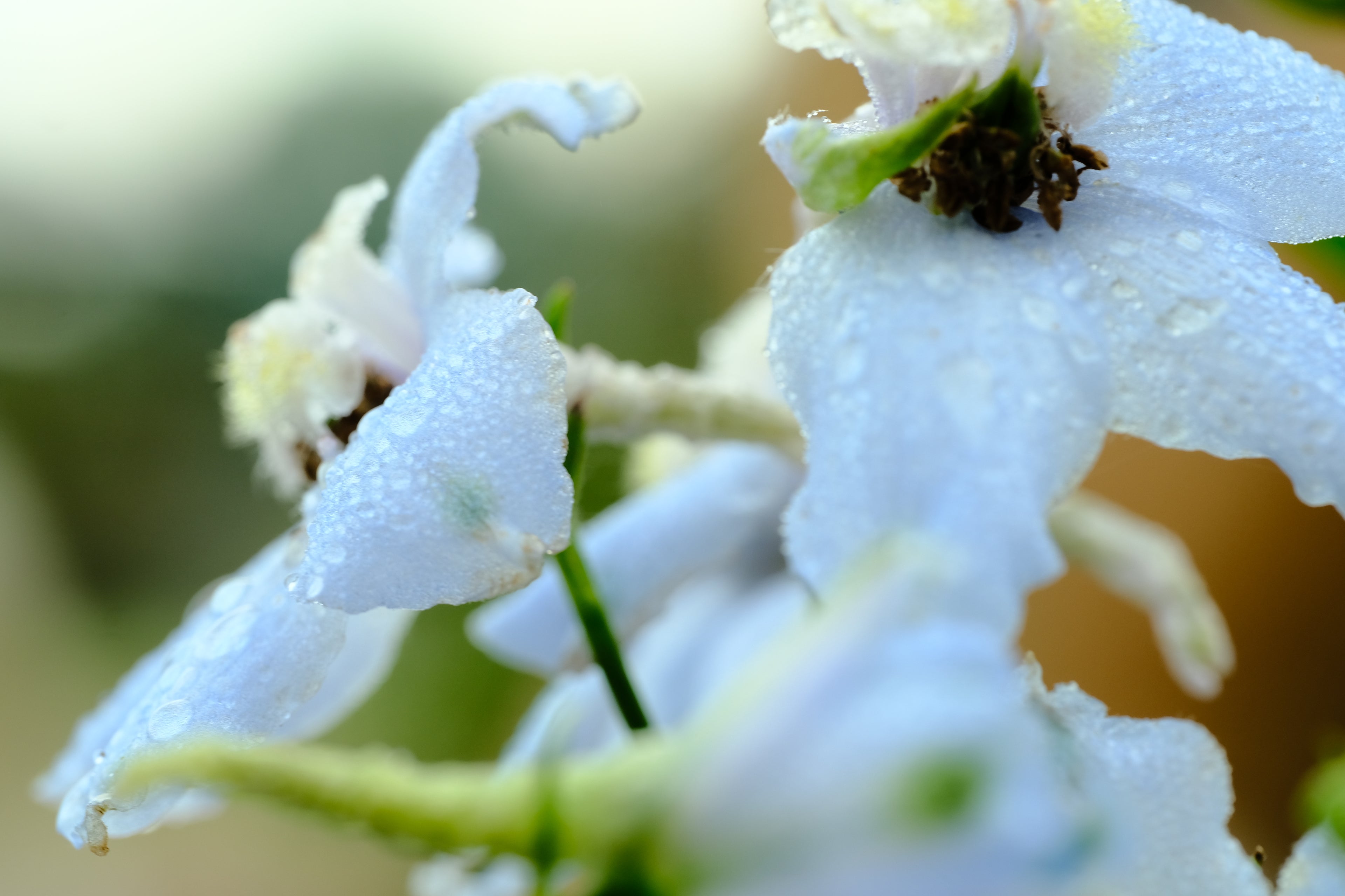 Delphinium x belladonna &