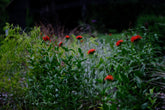 Red Lychnis chalcedonica, commonly known as Maltese cross,  flowers amidst green foliage in a garden setting