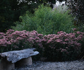 Sedum (Hylotelephium) &