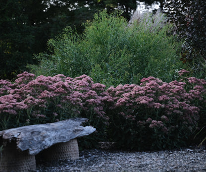 Boltonia asteroides &