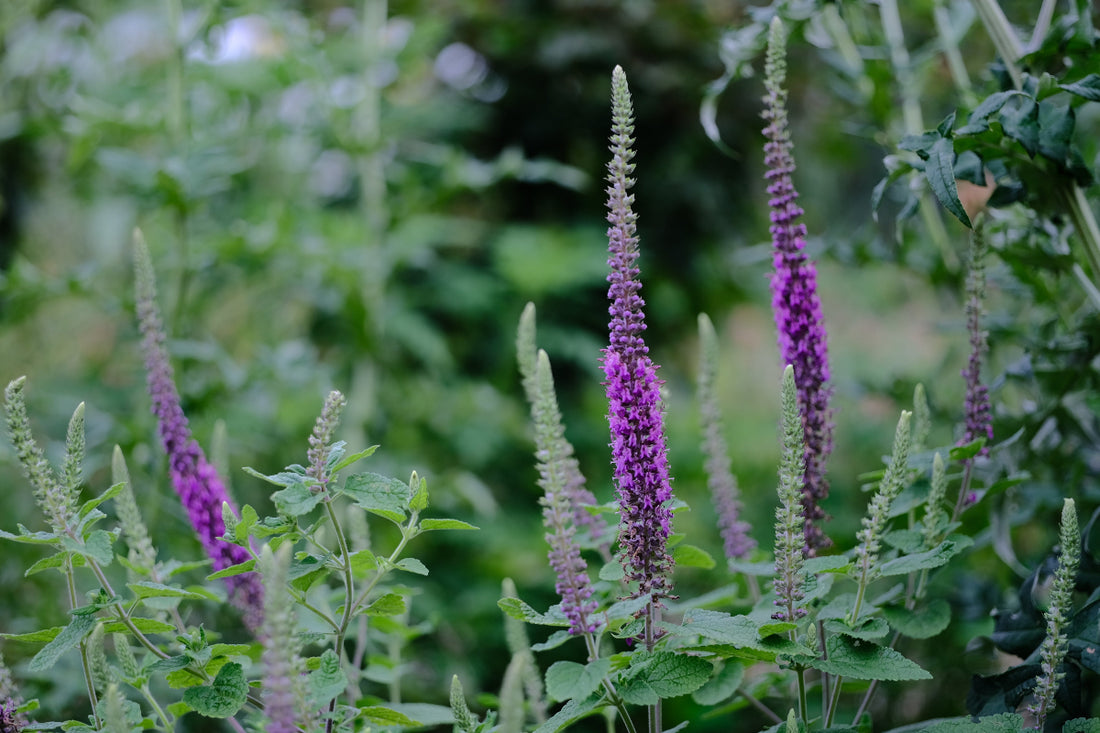 Teucrium hircanicum (Iranian wood sage) purple flower spikes
