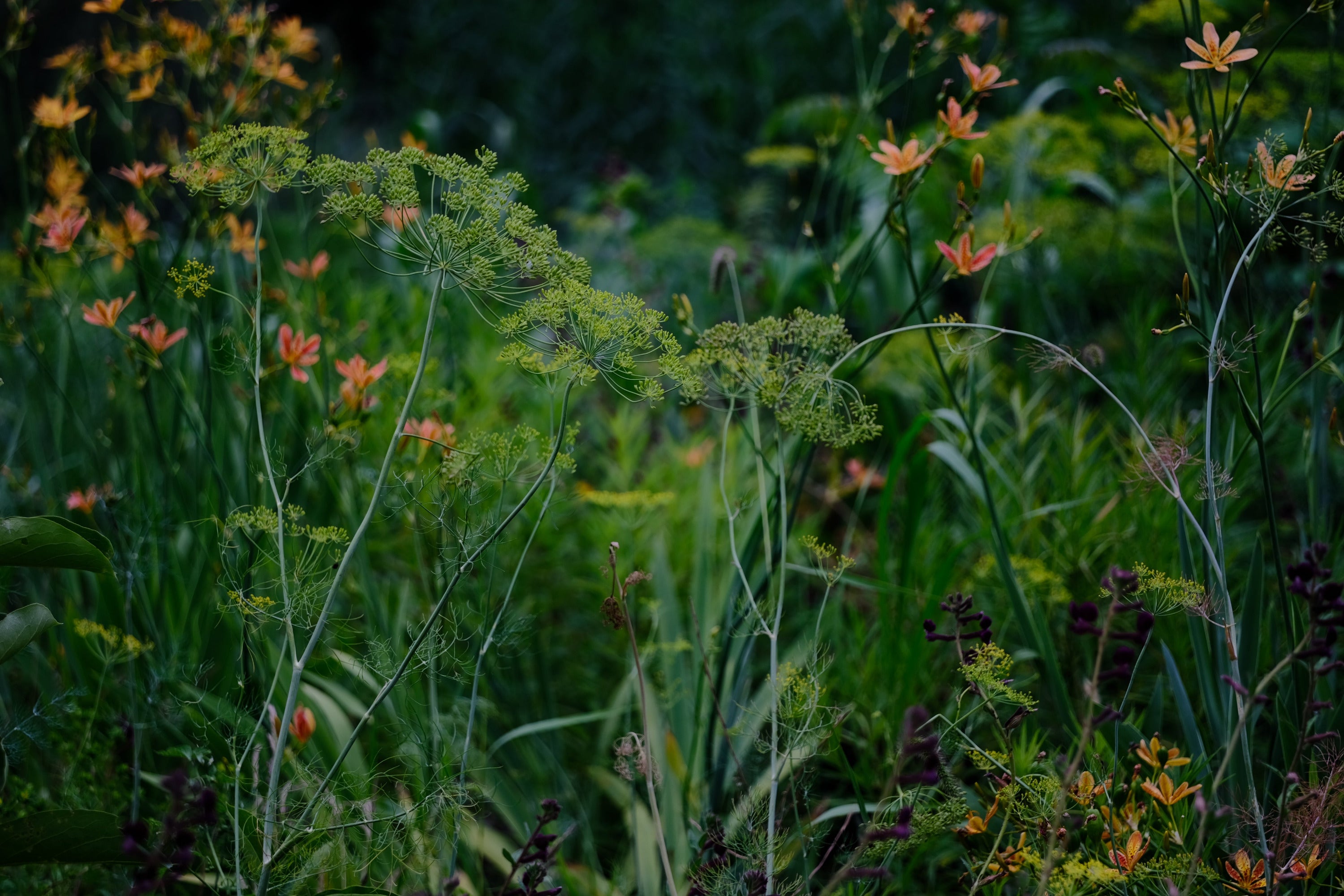 Perennials with green leaves and small orange flowers in a natural setting. Iris domestica and Dill.