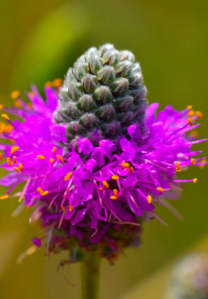 Dalea purpurea (purple prairie clover) bloom