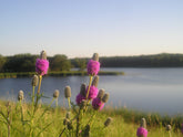 Dalea purpurea (purple prairie clover) in natural habitat