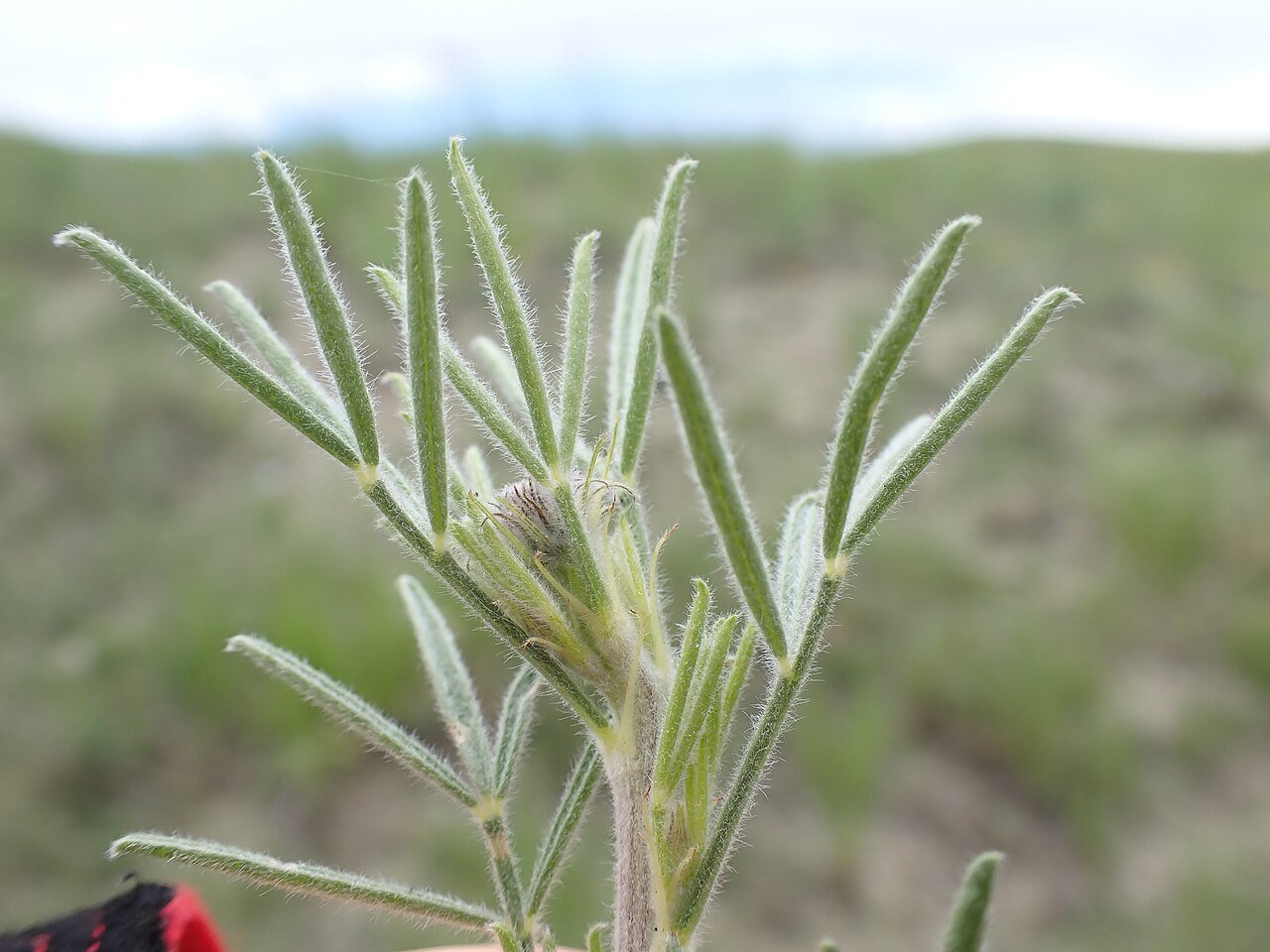 Dalea purpurea (purple prairie clover) seed pods