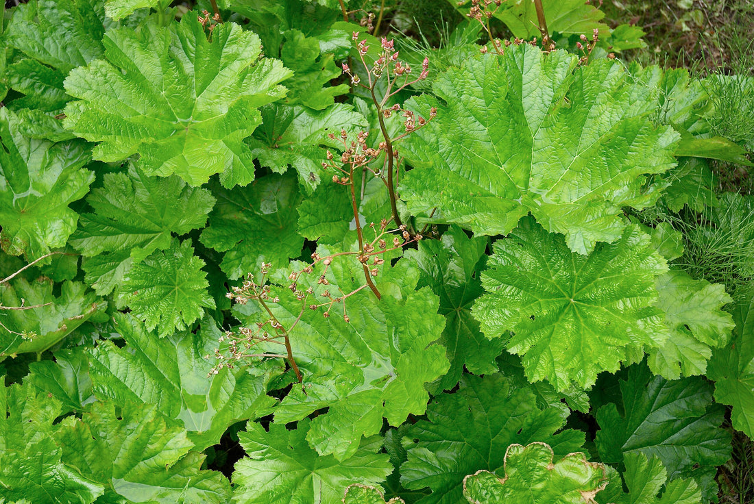 Darmera pelatata foliage