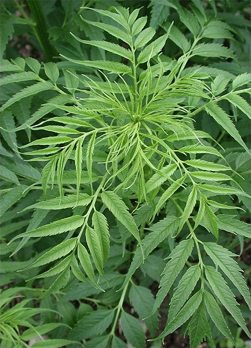 A close up of the green foliage of Datisca cannabina, commonly known as false hemp.