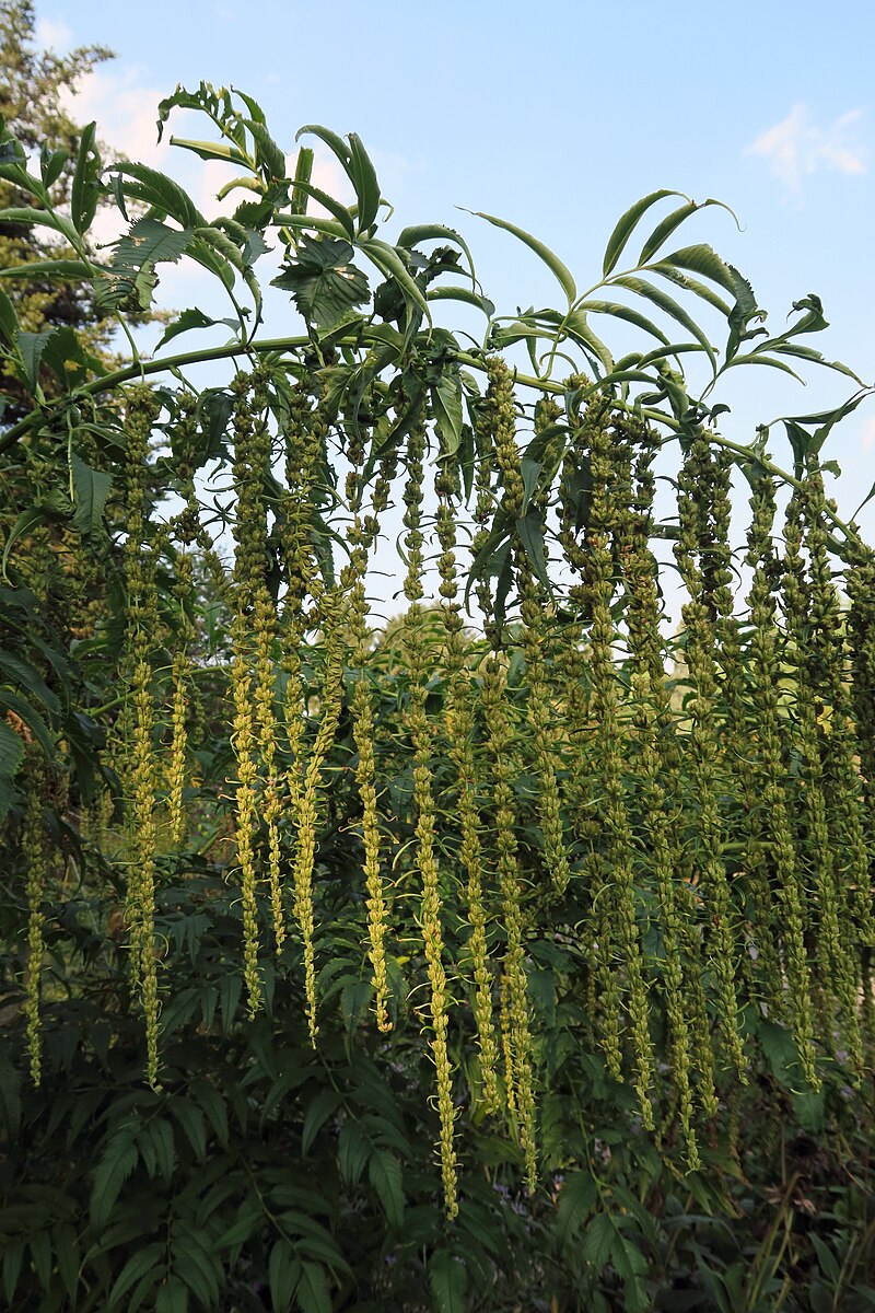 A close-up of the Datisca cannabina plant, also known as a hops plant, with green leaves and yellow flowers.