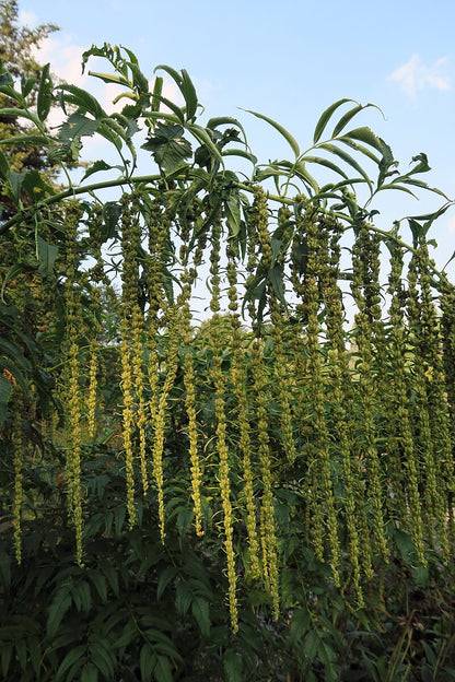 A close-up of the Datisca cannabina plant, also known as a hops plant, with green leaves and yellow flowers.