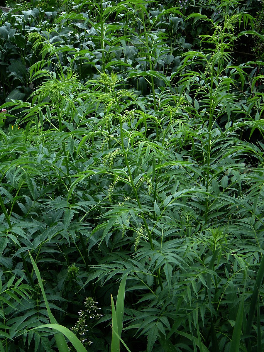 A full image of the green foliage of Datisca cannabina, commonly known as false hemp.
