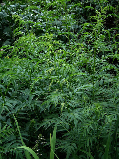 A full image of the green foliage of Datisca cannabina, commonly known as false hemp.